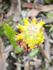 Lachenalia lutea