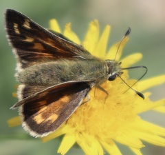 Hesperia comma