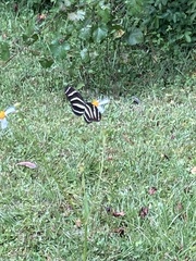 Heliconius charithonia