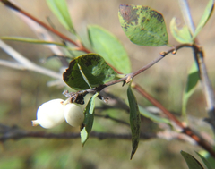 Symphoricarpos rotundifolius