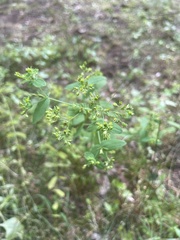 Hypericum mutilum