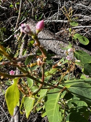 Apocynum androsaemifolium