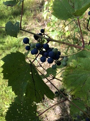 Vitis riparia