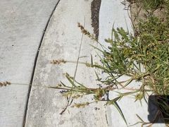 Cenchrus longispinus