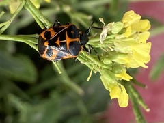 Murgantia histrionica