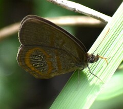 Neonympha areolatus