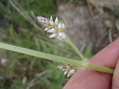 Froelichia arizonica