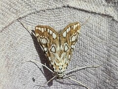 Elophila nymphaeata