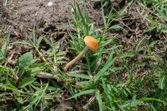 Agrocybe vervacti