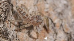 Hentzia