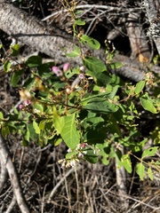 Apocynum androsaemifolium