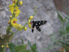Amata ragazzii