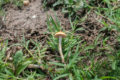 Agrocybe vervacti