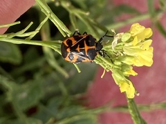 Murgantia histrionica