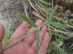 Froelichia arizonica