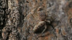 Hentzia