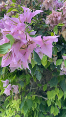 Bougainvillea