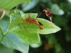 Anisoscelis hymenipherus