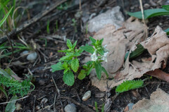 Stachys annua