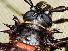 Derobrachus megacles