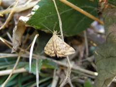 Pyrausta despicata