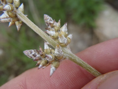 Froelichia arizonica