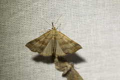 Hypena proboscidalis