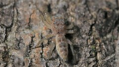 Hentzia