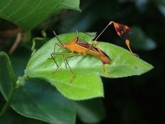 Anisoscelis hymenipherus