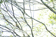 Pipraeidea melanonota