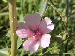 Althaea cannabina