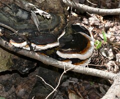Fomitopsis pinicola