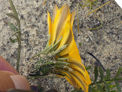 Gazania