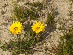 Gazania