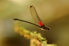 Hetaerina fuscoguttata