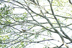 Pipraeidea melanonota