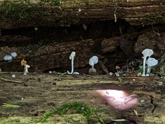 Delicatula integrella
