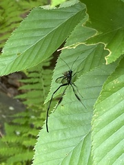 Pelecinus polyturator