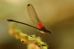 Hetaerina fuscoguttata