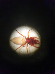 Dysdera