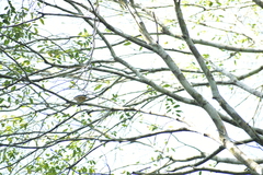 Pipraeidea melanonota