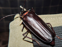 Derobrachus megacles