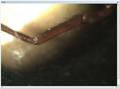Dysdera