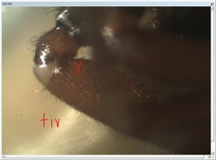 Dysdera