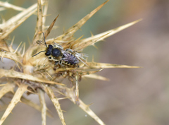Megachile rotundata