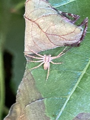 Araneae