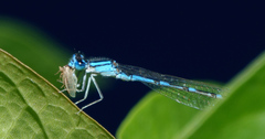 Enallagma praevarum