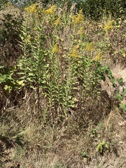 Solidago canadensis