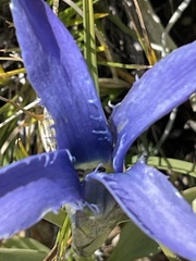 Gentianopsis barbellata