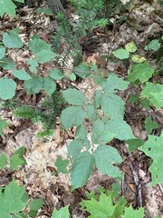 Corylus cornuta